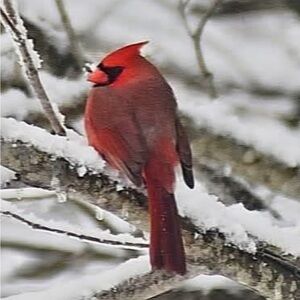 Meet your Posher, Jocelyn